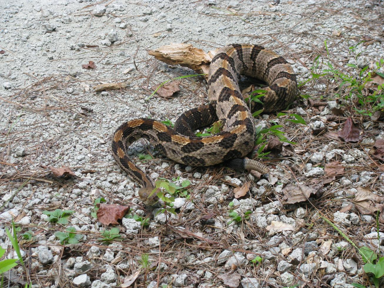 5 ft Timber Rattlesnake.jpg [377 Kb]